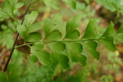 Asplenium laserpitiifolium