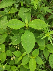 Achyranthes bidentata