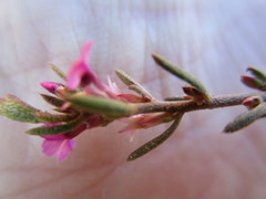 Muraltia dispersa