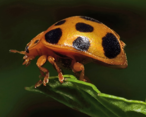 Squash Lady Beetle photo 3