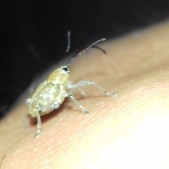 Curculio