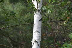 Betula platyphylla