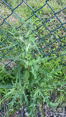 Cirsium vulgare