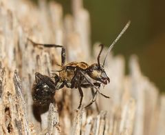 Polyrhachis semiaurata
