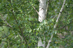 Betula platyphylla