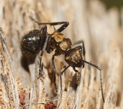 Polyrhachis semiaurata