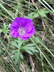 Geranium potentillifolium