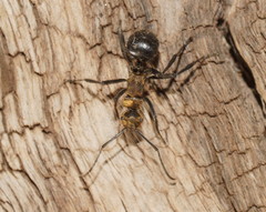 Polyrhachis semiaurata