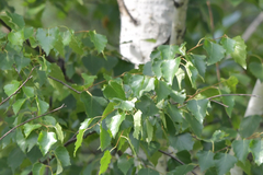 Betula platyphylla