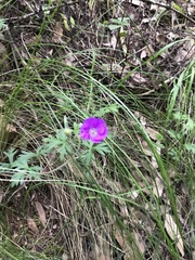 Geranium potentillifolium