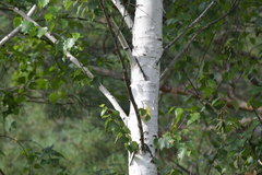 Betula platyphylla