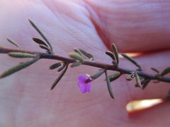 Muraltia dispersa