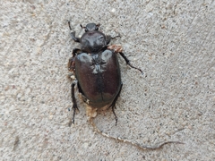 Osmoderma eremicola