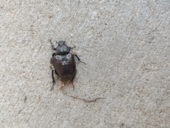 Osmoderma eremicola