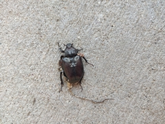 Osmoderma eremicola