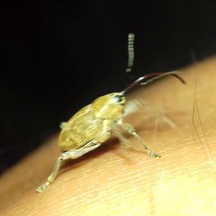Curculio