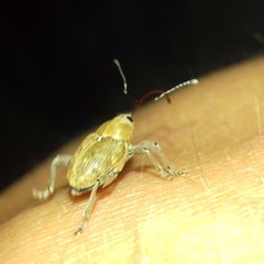 Curculio