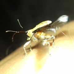 Curculio