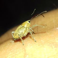Curculio