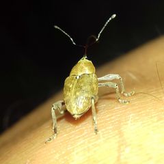 Curculio