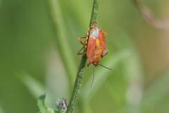 Carpocoris purpureipennis