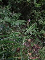 Dactylorhiza foliosa image