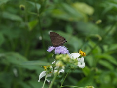 Rapala varuna formosana