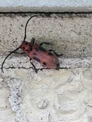 Tetraopes tetrophthalmus