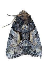Chytonix palliatricula
