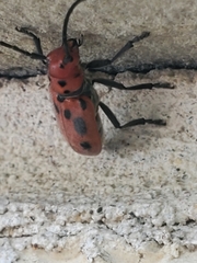 Tetraopes tetrophthalmus