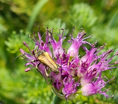 Lepturobosca chrysocoma