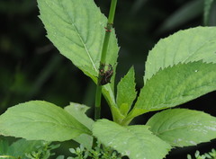 Cryptoderma formosense