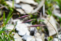 Bromus formosanus