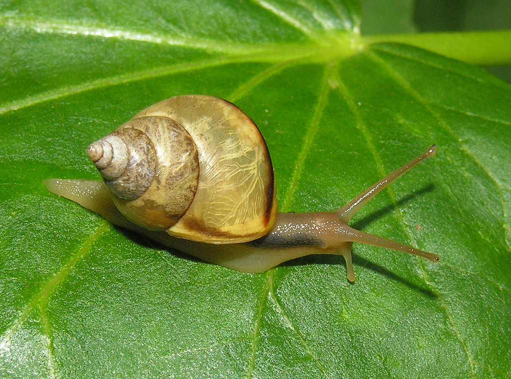 Common Barksnail