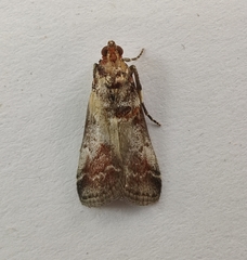 Acrobasis advenella