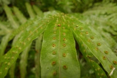 Microsorum membranifolium