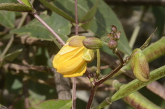 Senna occidentalis