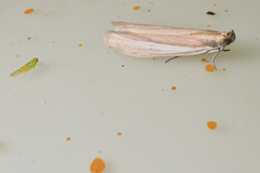 Oncocera semirubella