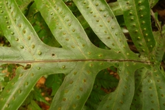 Microsorum membranifolium