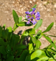 Penstemon globosus