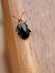 Disonycha xanthomelas