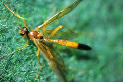 Opheltes glaucopterus