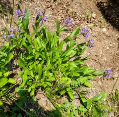 Penstemon globosus