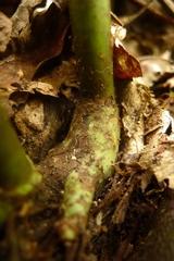 Microsorum membranifolium