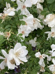 Angiospermae