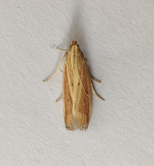 Hypsotropa unipunctella