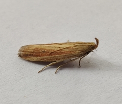 Hypsotropa unipunctella