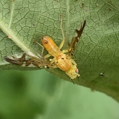 Strauzia longipennis