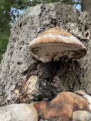 Fomitopsis schrenkii