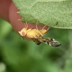 Strauzia longipennis